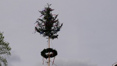2023 Maibaum stellen (28)